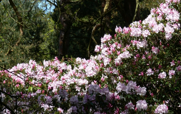 Bois des Moutiers (197) Mai 2012